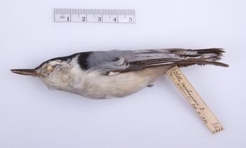 Media type: image;   Ornithology 296337